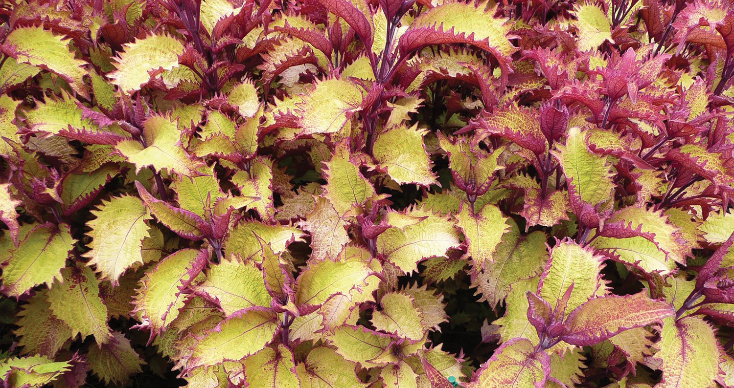 henna coleusjpg